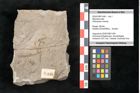 Foto (Objekt + Etikett) von Mantodea indet.  (NHMW-GEO-2024-0188-11446)